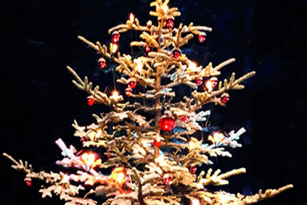 weihnachtsbaum729C6A25-5AE5-F5FA-5903-F42CB840FE23.jpg